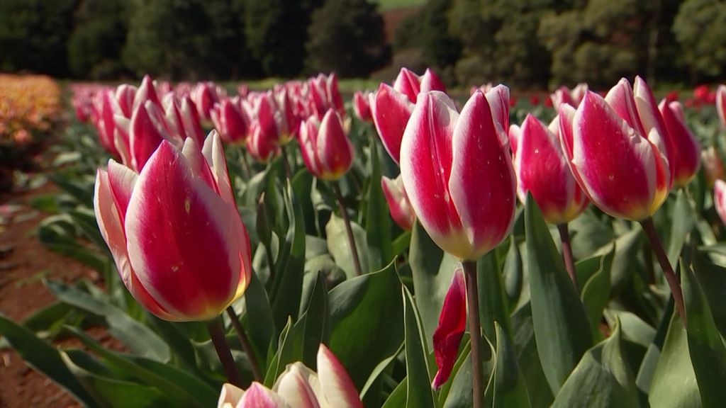 A Life Amongst the Tulips. Meet Tassie Tulip Farmer Dave Roberts