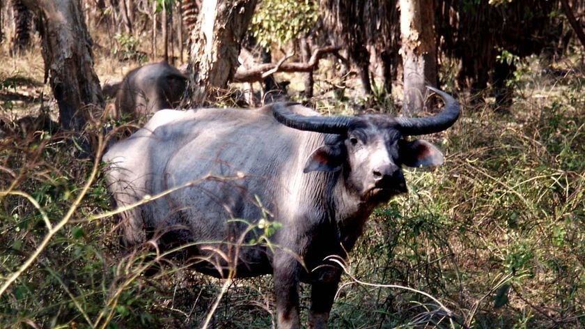 A buffalo stands in scrub