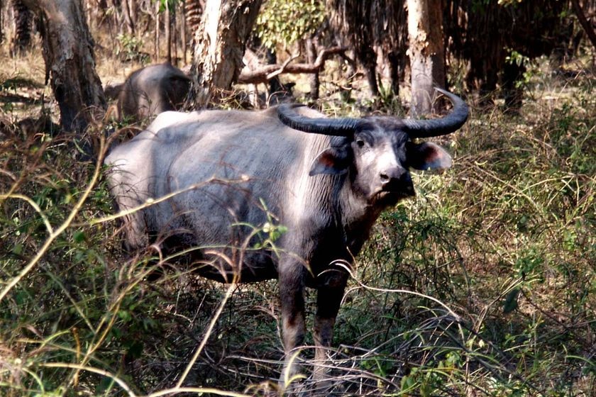 A buffalo stands in scrub