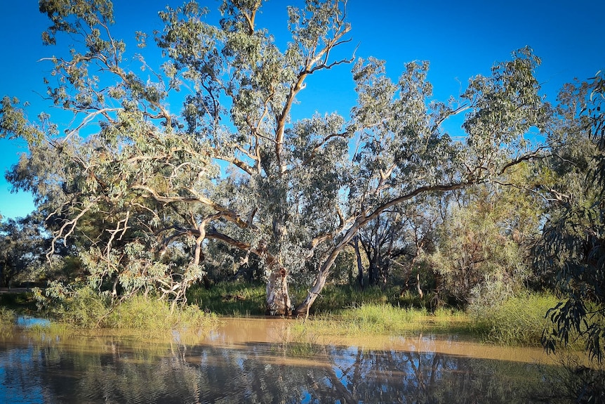 Red gum in floodwaters in the Bulloo River in early morning light