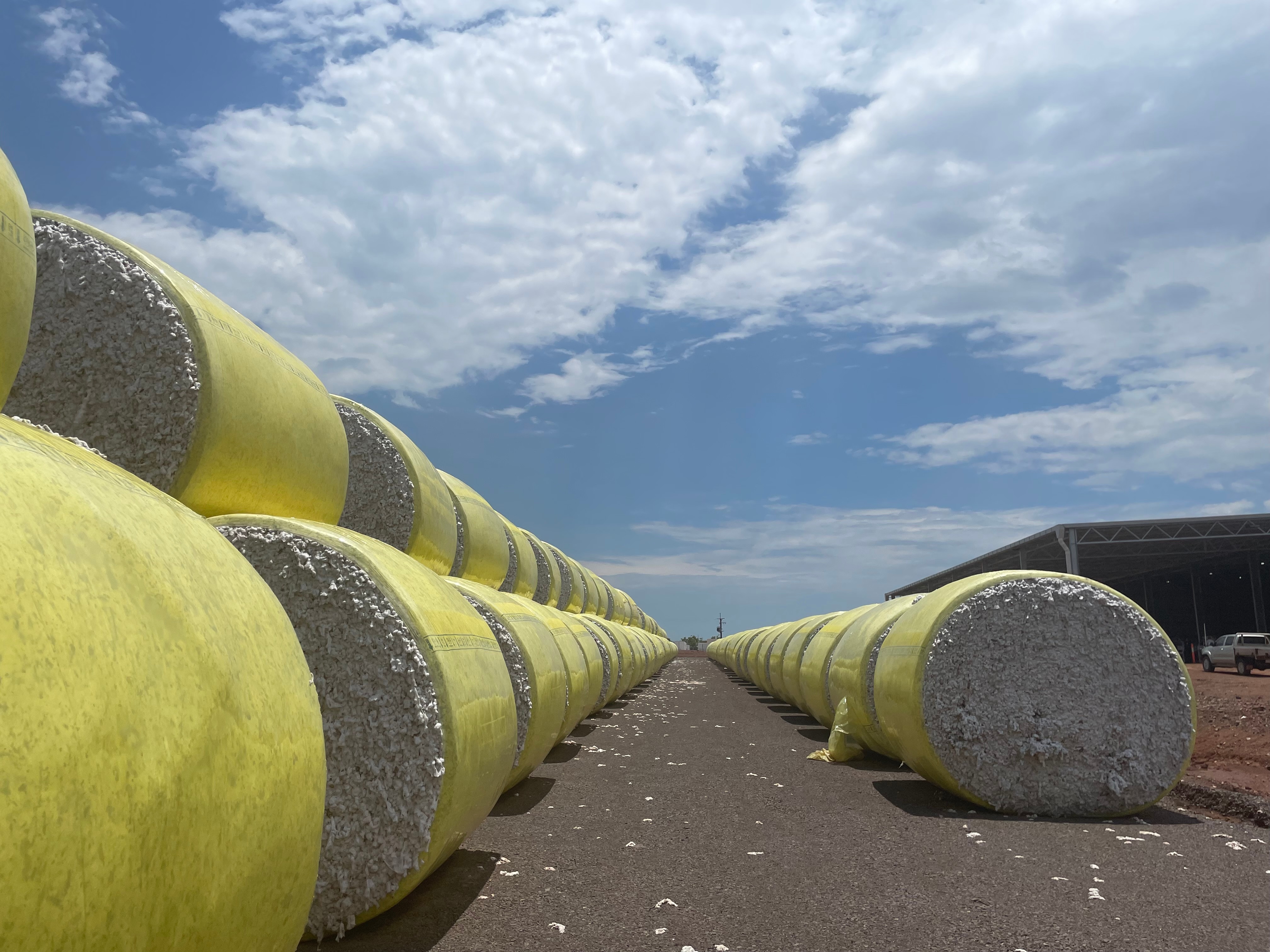 A row of large round cotton modules wrapped in yellow plastic sitting outside a large tin shed.