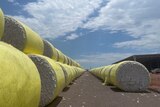 A row of large round cotton modules wrapped in yellow plastic sitting outside a large tin shed.
