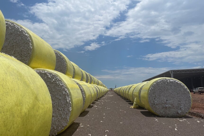 Eine Reihe großer runder Baumwollmodule, die in gelbes Plastik eingewickelt sind, stehen vor einem großen Blechschuppen.