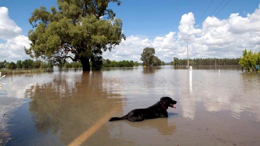 A dog lies in the floodwaters in Wagga Wagga.