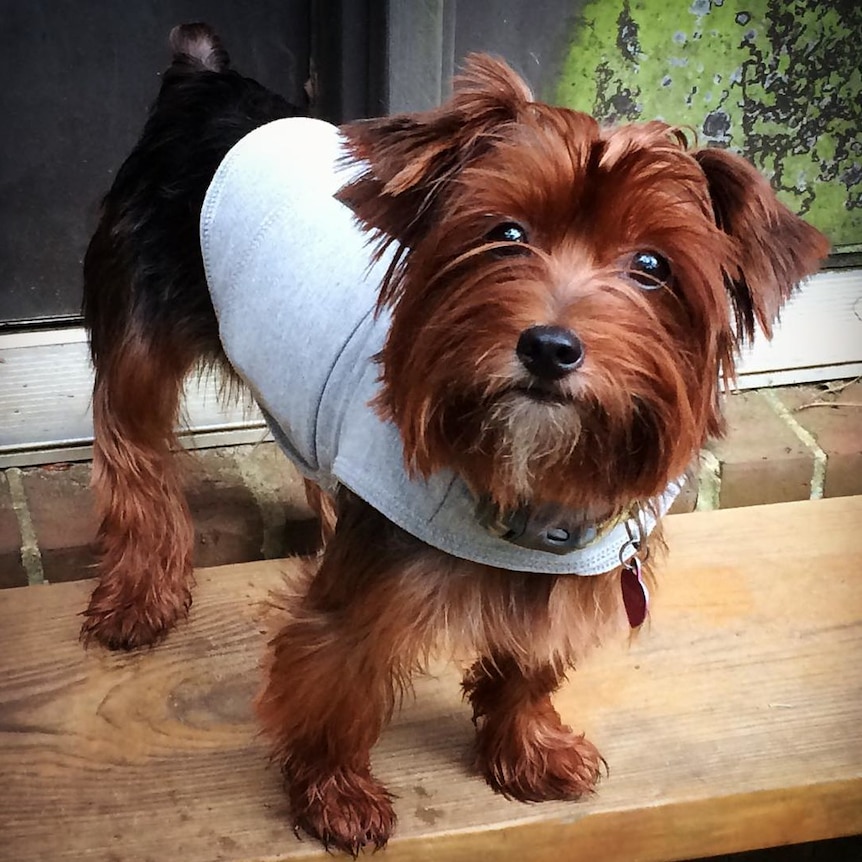 A small dog wearing a thunder jacket.