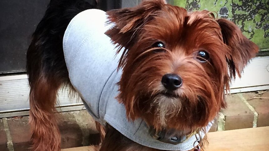 A small dog wearing a thunder jacket.