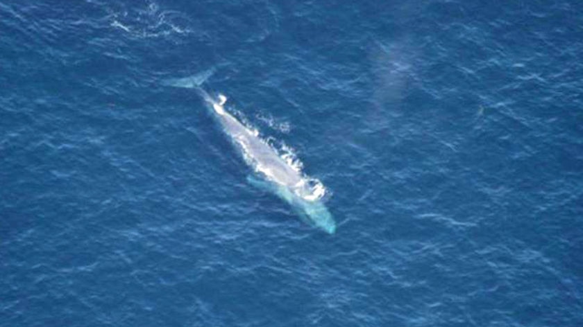 Blue whale off Tasmania's west coast.