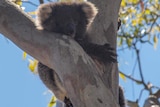 A koala rests in a tree.