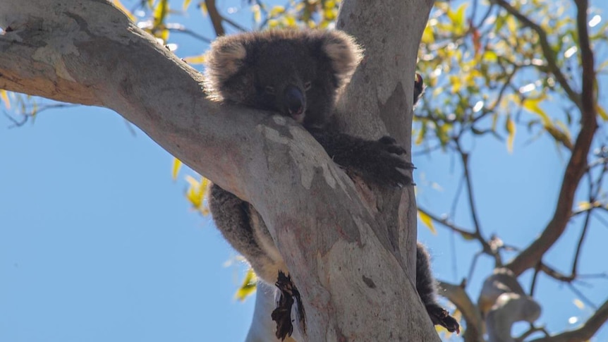 A koala rests in a tree.