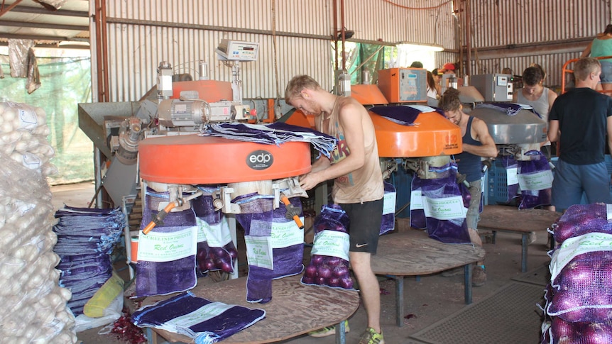 Backpackers bagging onions in a packing shed near Katherine in the Northern Territory.