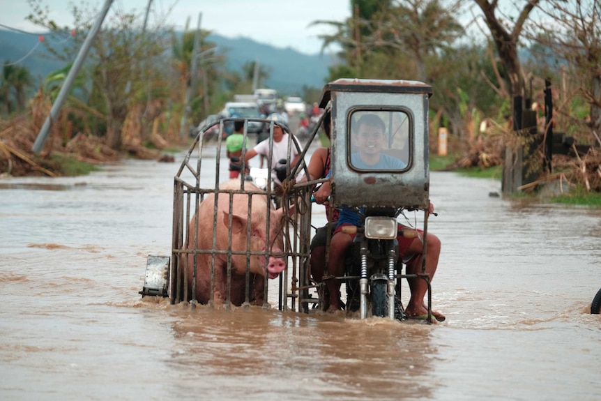 A motorcycle carrying a pig crosses a flooded road in the Philippines
