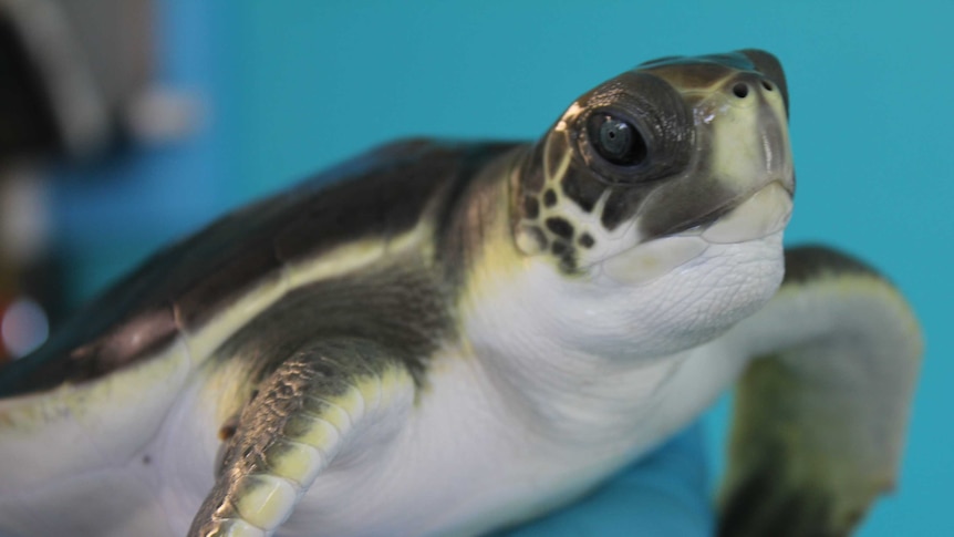 Taiwan seizes 2,600 rare turtles