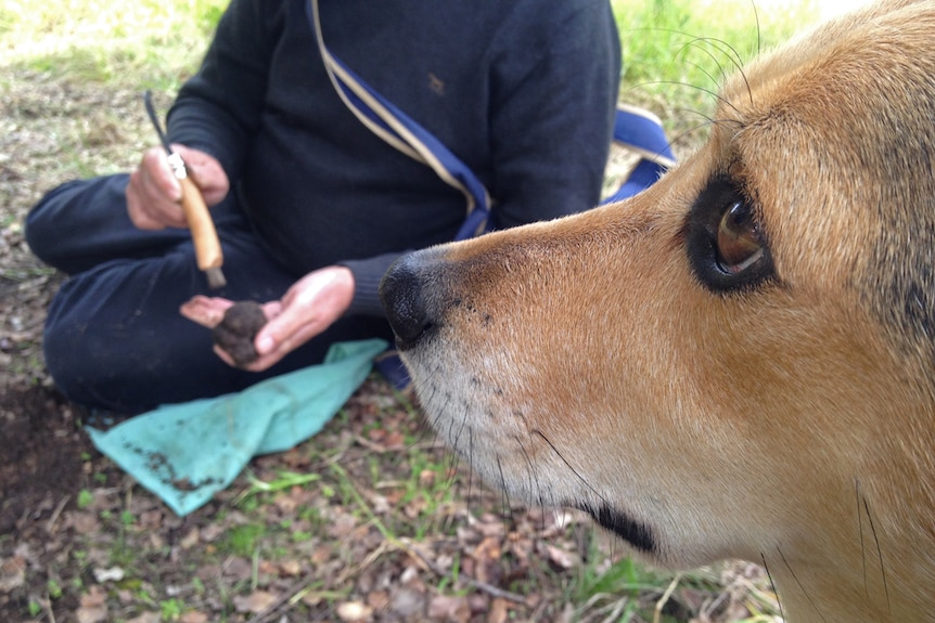 Cooper the beagle kelpie cross looks to the side while Bruce cleans a truffle.