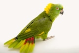 A green parrot with yellow and red feathers on its neck and tail.