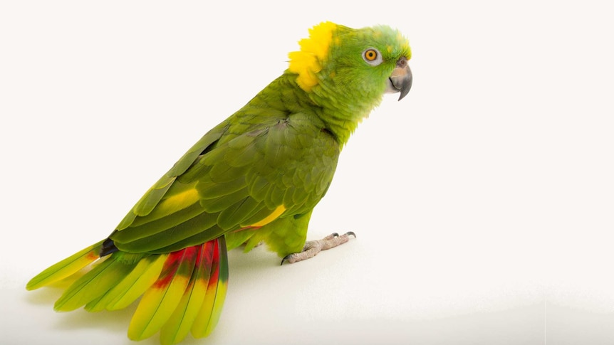 A green parrot with yellow and red feathers on its neck and tail.