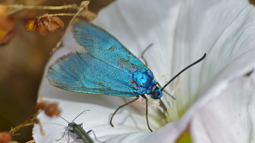 A shiny blue moth on a white flower