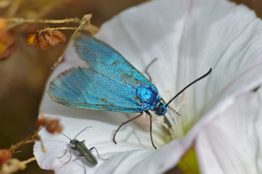 A shiny blue moth on a white flower