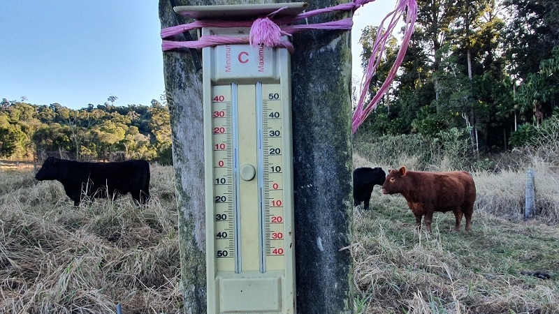 A thermometer on a post with some cows behind it.
