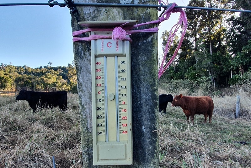 A thermometer on a post with some cows behind it.