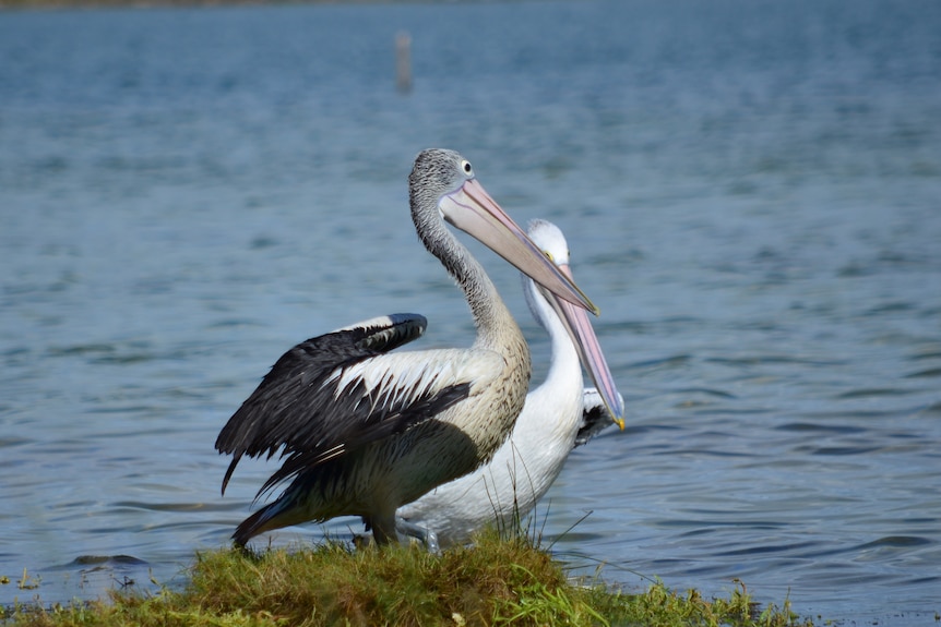 Two pelicans sit on a tuft of grass near water. 