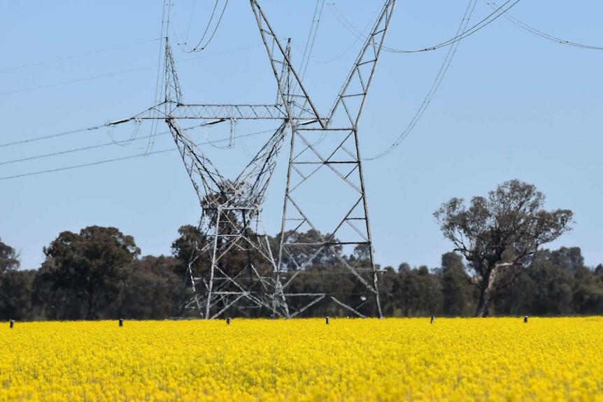 TransGrid power lines run through a Culcairn farm in New South Wales.