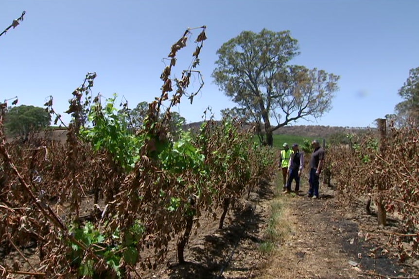 Three men walk through a burnt vineyard