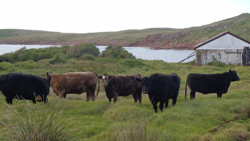 Five head of cattle on Gabo Island in thick grass.