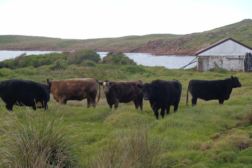 Five head of cattle on Gabo Island in thick grass.