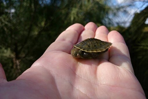 A picture of a hatchling shortnext turtle in the palm of a hand