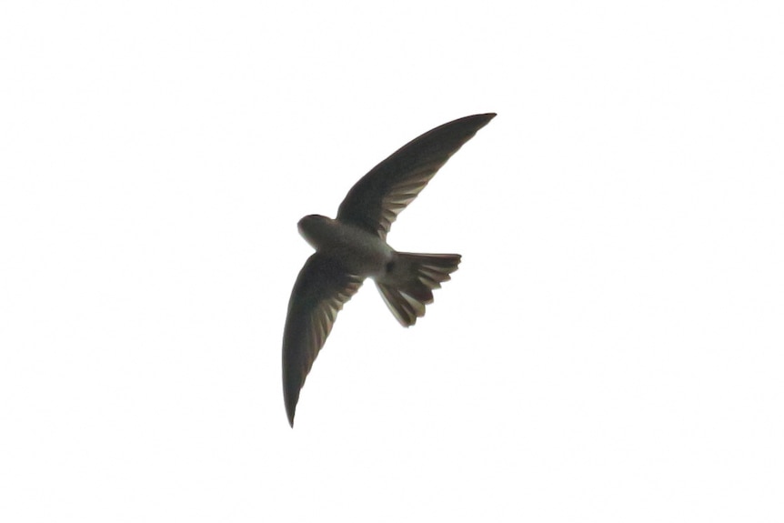 Himalayan swiftlet