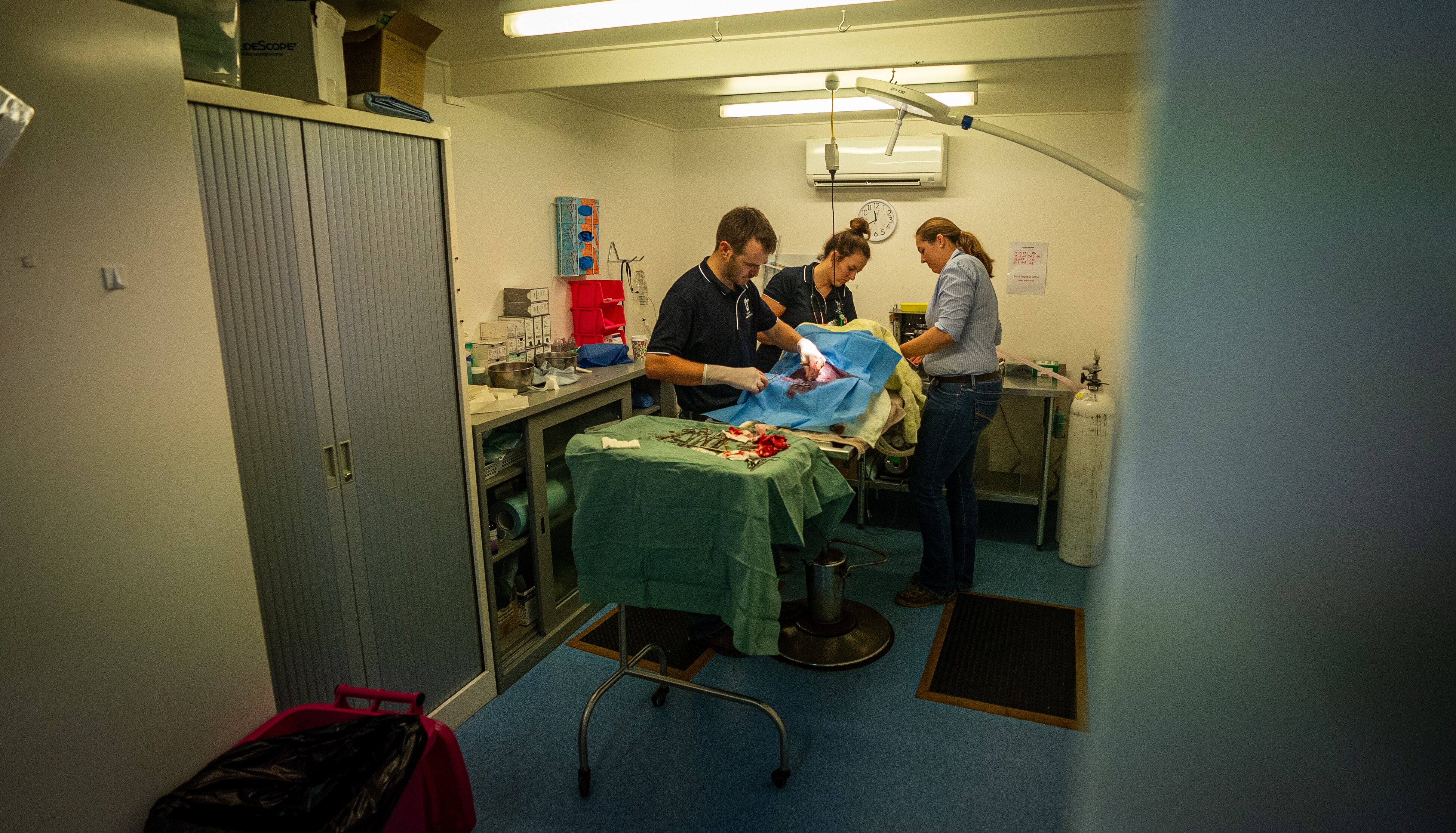 A team of three people work on an animal in a vet practice