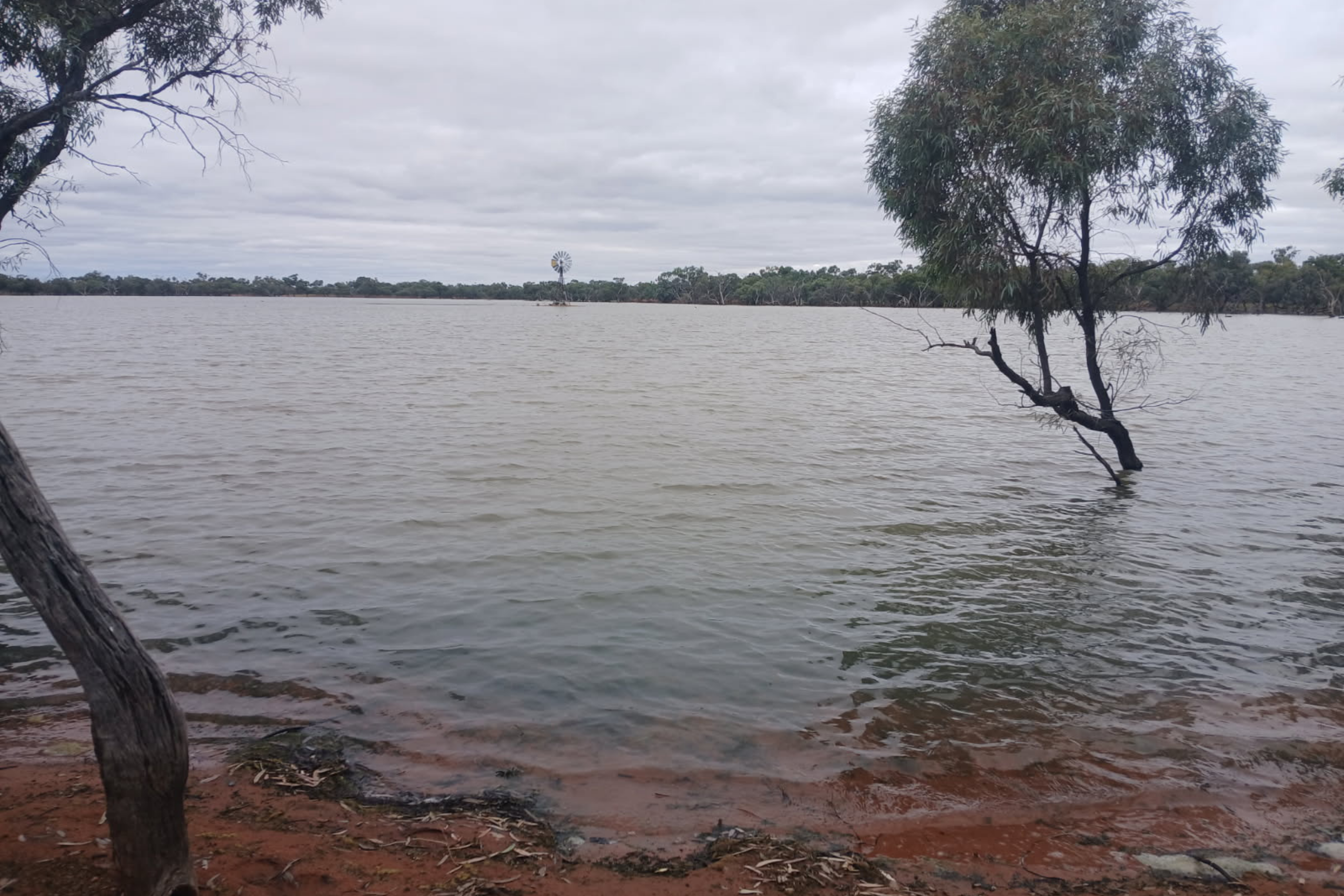 Part of a pastoral property underwater with trees and a distance windmill submerged