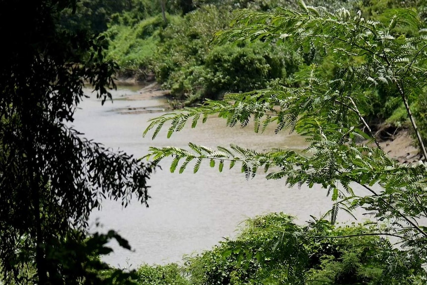 River through trees.