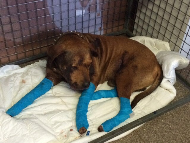 Dog 'dragged behind car at speeds of up to 70kph', man faces animal ...