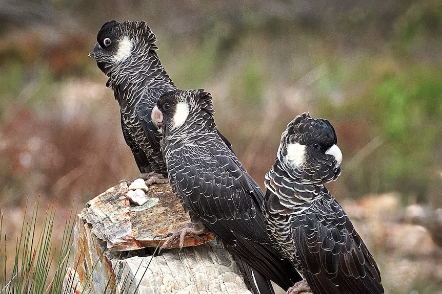 Three black birds with white cheek patches sit on a rock
