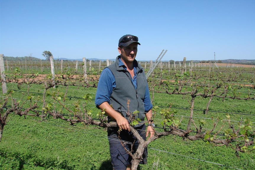 A man stands between grapevines.