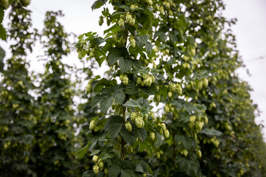 Hops growing in a greenhouse