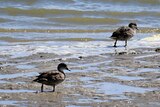 Two teal grey ducks wade in shallow water on the shoreline of the Coorong