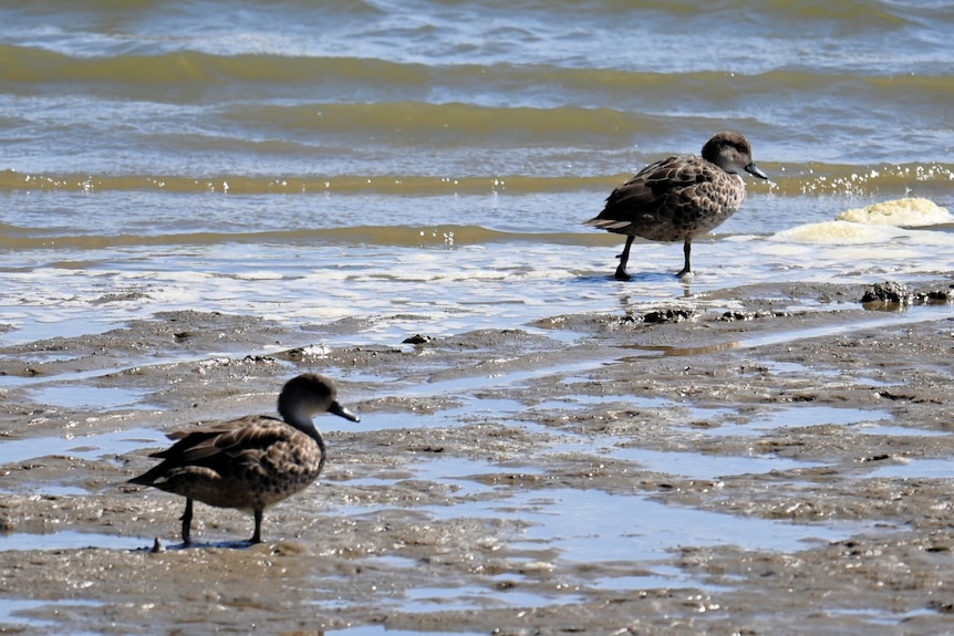 Two teal grey ducks wade in shallow water on the shoreline of the Coorong