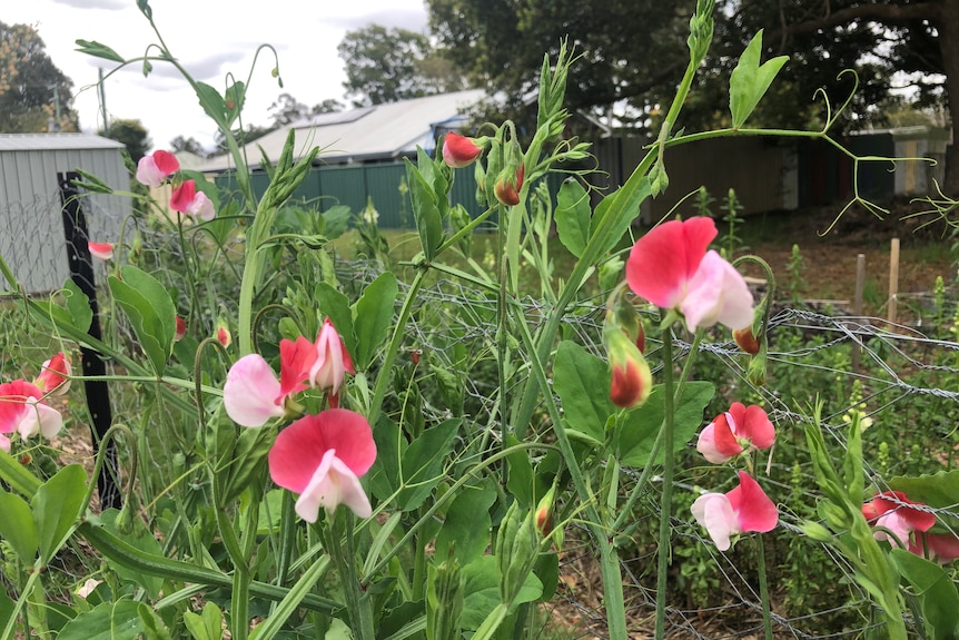Delicate pink and white sweet peas growing up a trellis.
