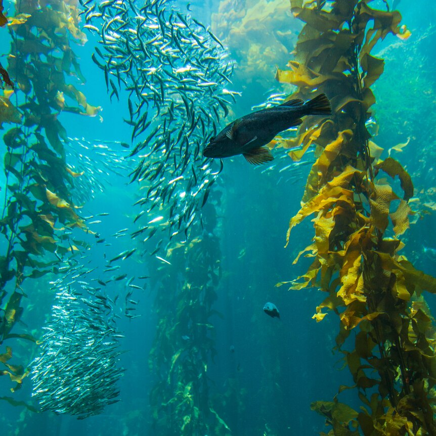Fish and kelp in the ocean under water 