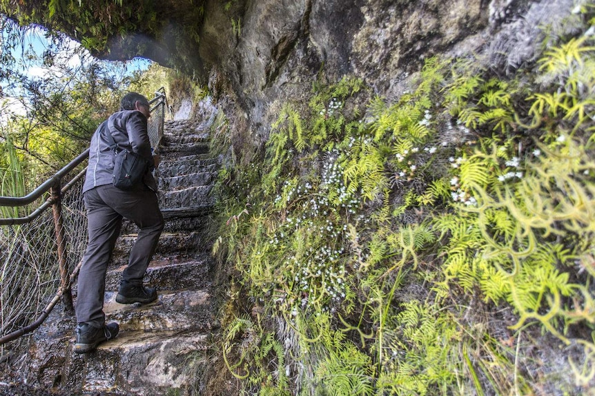 A man walks up stone steps beside a rock wall covered in greenery.