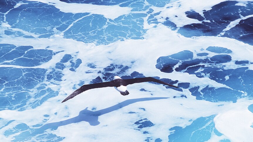 A wandering albatross flies above the Southern Ocean (Wayne Papps: Australian Antarctic Division)