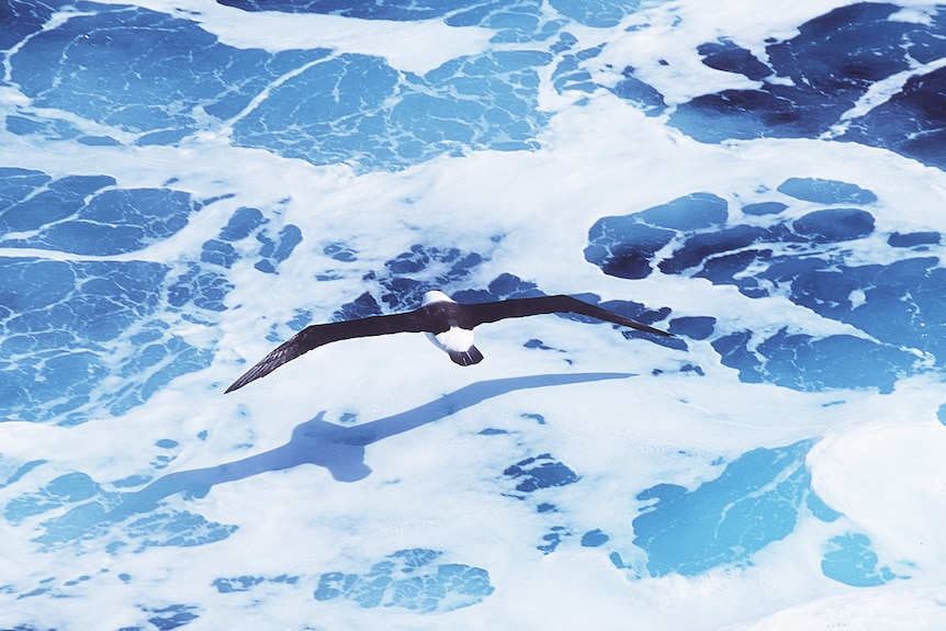 A wandering albatross flies above the Southern Ocean (Wayne Papps: Australian Antarctic Division)