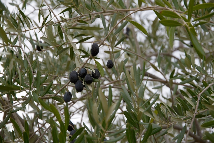Outback olives remain unpicked