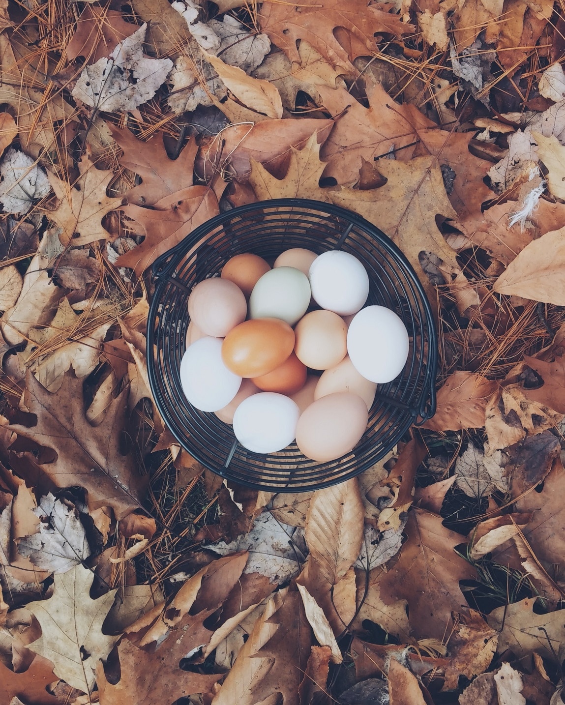 Eggs in a wire basket, on a bed of autumn leaves.