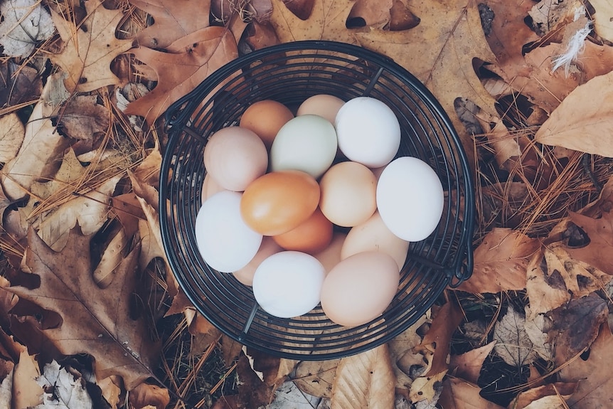 Eggs in a wire basket, on a bed of autumn leaves.