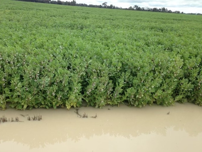 Green faba beans sitting in flood water near Deniliquin in southern NSW. 