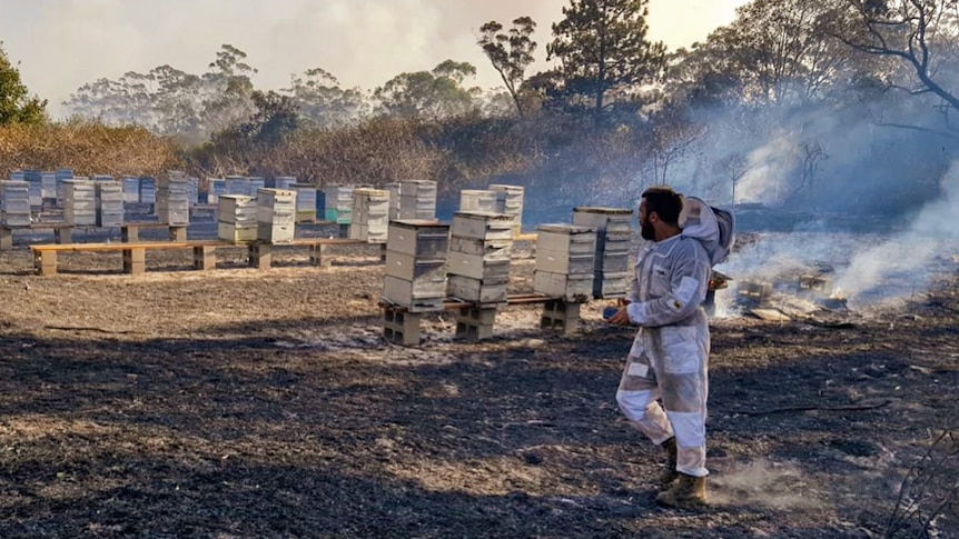 A beekeeper and burning hives