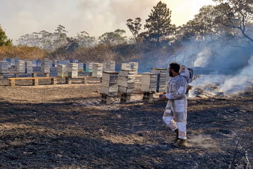 A beekeeper and burning hives